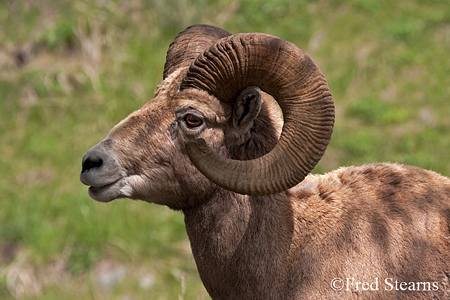 Yellowstone National Park Big Horn Ram